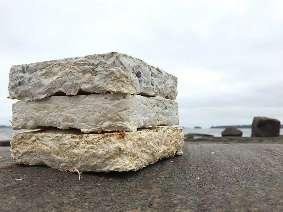 isolant à base de mycellium